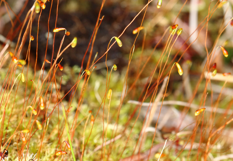 Leptobryum pyriforme